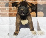 Puppy Puppy 5 Akita
