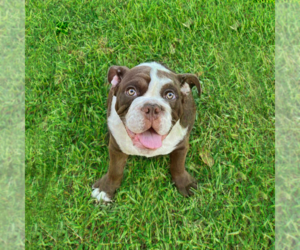 English Bulldog Puppy for sale in HOLLYWOOD, FL, USA