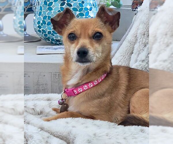 Medium Photo #8 Chihuahua Puppy For Sale in Tustin, CA, USA