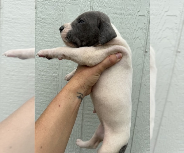 Medium Photo #55 Great Dane Puppy For Sale in HALLETTSVILLE, TX, USA