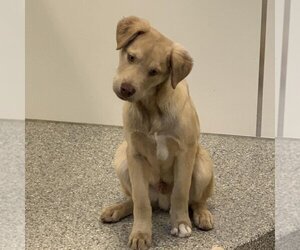 Labrador Retriever-Unknown Mix Dogs for adoption in Kanab, UT, USA