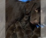 Small Photo #19 German Shorthaired Lab Puppy For Sale in GRANITE CITY, IL, USA