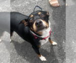 Small #2 Miniature Pinscher Mix
