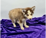 Small #2 Siberian Husky