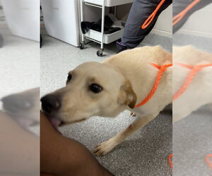 Labrador Retriever-Unknown Mix Dogs for adoption in Pasadena, TX, USA