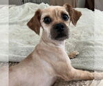 Small #2 Shih Tzu Mix