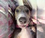 Small #2 American Staffordshire Terrier Mix