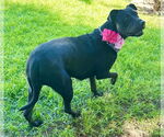 Small #3 American Pit Bull Terrier Mix