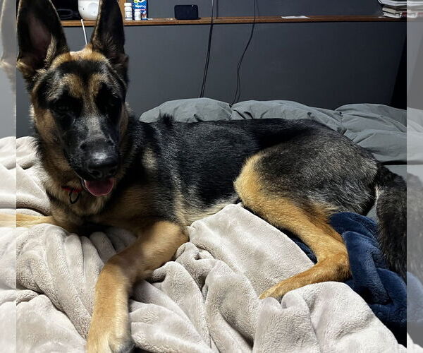 Medium Photo #11 German Shepherd Dog-Unknown Mix Puppy For Sale in Princeton, MN, USA