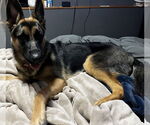 Small #10 German Shepherd Dog Mix