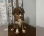Image preview for Ad Listing. Nickname: Bear and Luna