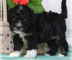 Cavapoo Puppy for sale in JONES, MI, USA