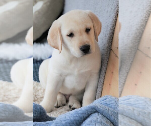 Medium Photo #11 Labrador Retriever Puppy For Sale in SYRACUSE, IN, USA