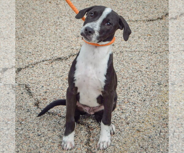 Medium Photo #3 American Staffordshire Terrier-Unknown Mix Puppy For Sale in Huntley, IL, USA