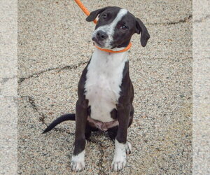 Drake - Male American Staffordshire Terrier-Unknown Mix Dog for Adoption - Photo #3