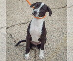 Small Photo #3 American Staffordshire Terrier-Unknown Mix Puppy For Sale in Huntley, IL, USA