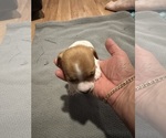 Small Photo #4 Jack Russell Terrier Puppy For Sale in HARRISVILLE, RI, USA