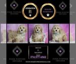 Small Photo #18 Maltipoo (Miniature) Puppy For Sale in WARSAW, IN, USA