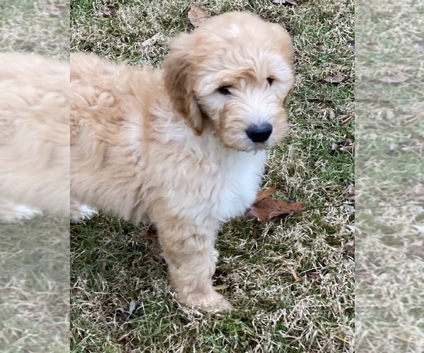 Medium Photo #4 Goldendoodle Puppy For Sale in MORGANTOWN, IN, USA