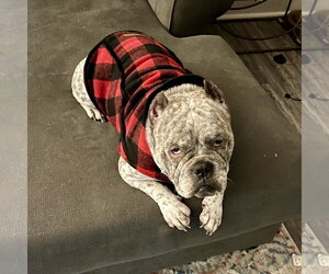 Fendi - Female Olde Bulldog Dog for Adoption - Photo #3