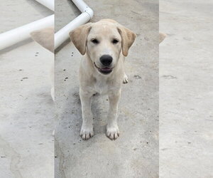 Labrador Retriever Dogs for adoption in Tracy City, TN, USA