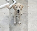 Small Labrador Retriever