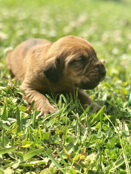 Medium Photo #1 Bloodhound Puppy For Sale in GLEN SAINT MARY, FL, USA