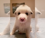 Small Photo #29 Australian Shepherd Puppy For Sale in HERNANDO, MS, USA