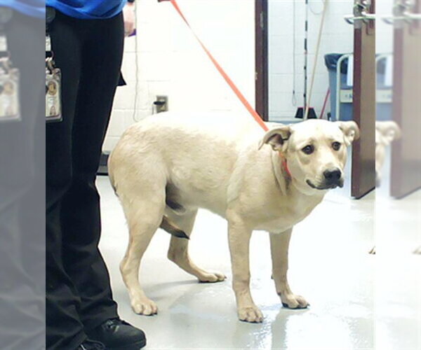 Medium Photo #1 German Shepherd Dog-Unknown Mix Puppy For Sale in Fayetteville, NC, USA