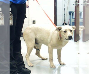 German Shepherd Dog-Unknown Mix Dogs for adoption in Fayetteville, NC, USA