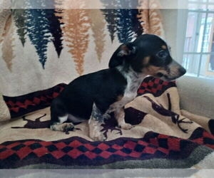 Chiweenie Puppy for sale in CANTON, GA, USA