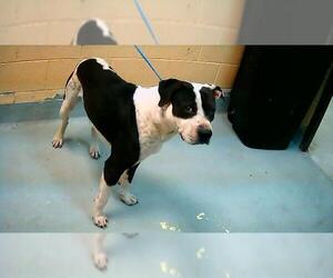 Mutt Dogs for adoption in Tulsa, OK, USA