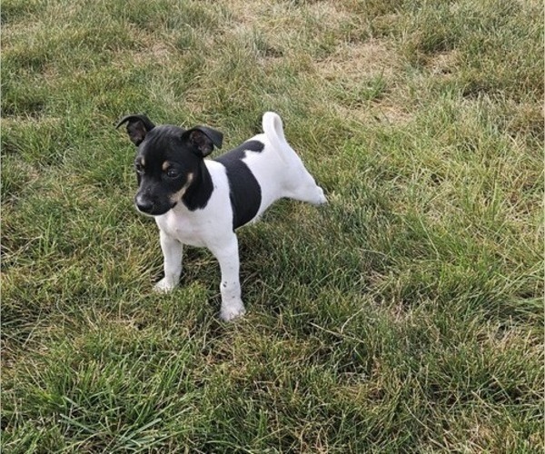 Medium Photo #27 Rat Terrier Puppy For Sale in ELLENSBURG, WA, USA