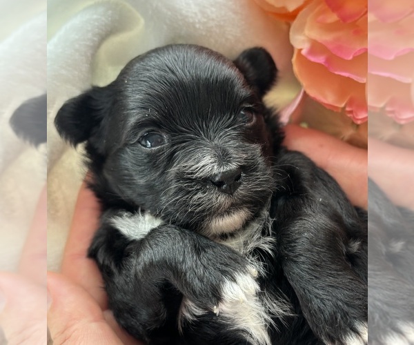 Medium Photo #8 Morkie Puppy For Sale in ROCK STREAM, NY, USA