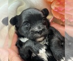 Small #7 Morkie