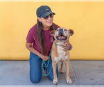 Small #1 American Pit Bull Terrier Mix