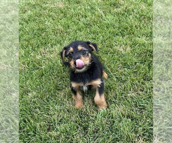 Medium Photo #3 Dachshund-Unknown Mix Puppy For Sale in FRAMINGHAM, MA, USA