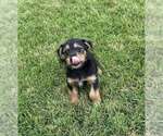 Small #2 Dachshund Mix