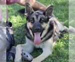 *SQUIRREL - Male German Shepherd Dog-Unknown Mix Dog for Adoption - Small photo