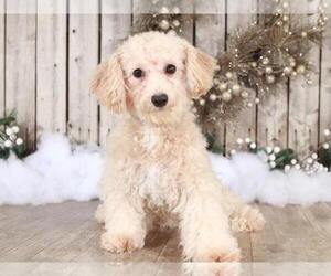 Poochon-Poodle (Miniature) Mix Puppy for sale in MOUNT VERNON, OH, USA