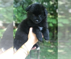Pomsky Puppy for sale in BARNSTEAD, NH, USA
