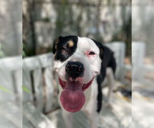 Labrador Retriever-Unknown Mix Dogs for adoption in Elmsford, NY, USA