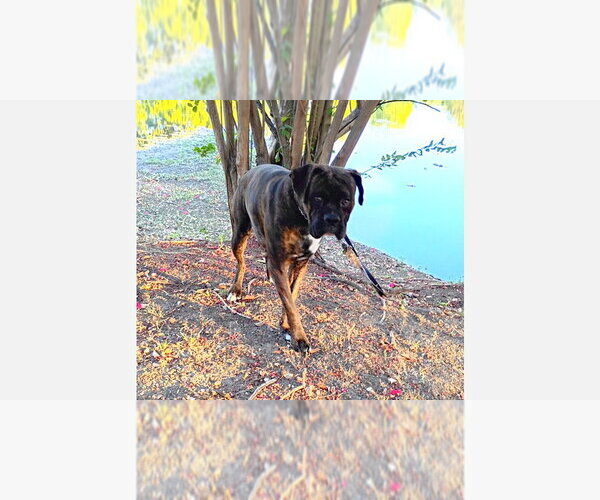 Medium Photo #1 Boxer Puppy For Sale in Austin, TX, USA