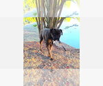 Chato II - Male Boxer Dog for Adoption - Small photo