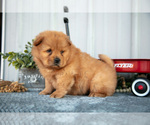 Small Photo #9 Chow Chow Puppy For Sale in WOLCOTTVILLE, IN, USA