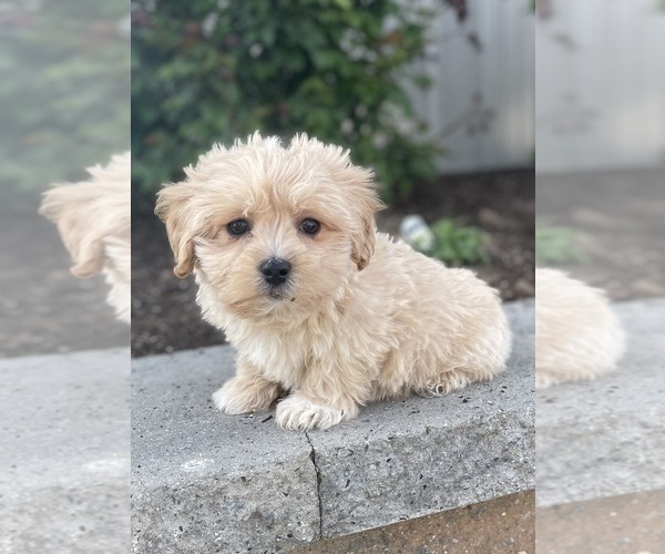 Medium Photo #4 Coton de Tulear-Poodle (Toy) Mix Puppy For Sale in CANOGA, NY, USA