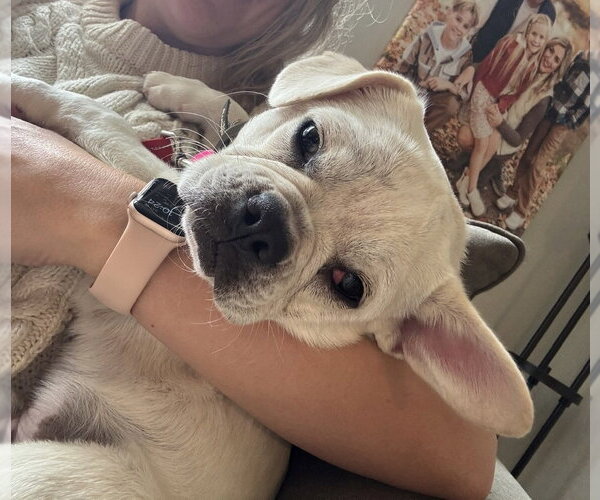 Medium Photo #6 Frenchie Pug Puppy For Sale in St. Louis Park, MN, USA