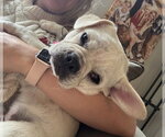Small #5 Frenchie Pug