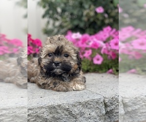 Havanese Puppy for sale in CANOGA, NY, USA