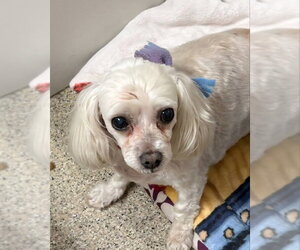 Maltese Dogs for adoption in Fairfax, VA, USA